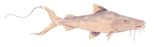 Bagre dorado