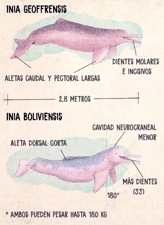 delfín rosado radiografía