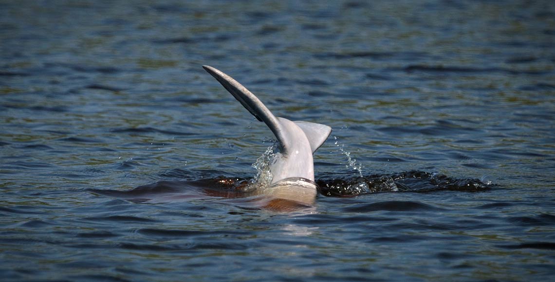 Delfin rosado Bolivia