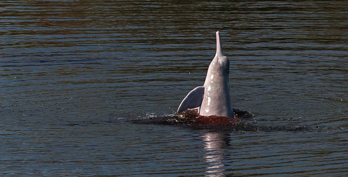Delfin rosado Bolivia