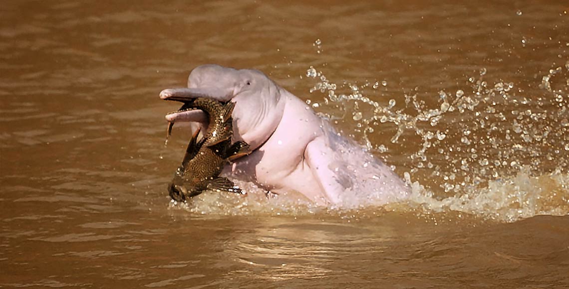Delfin rosado Bolivia