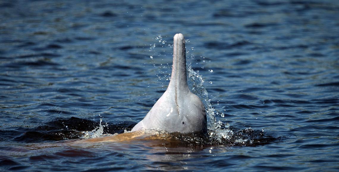 Delfin rosado Bolivia