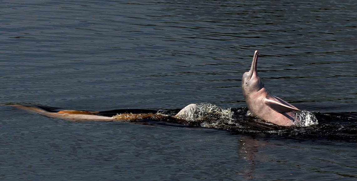 Delfin rosado Bolivia