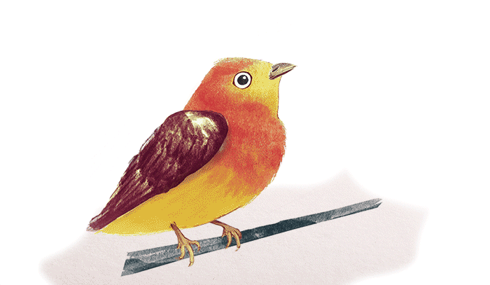 Pájaro