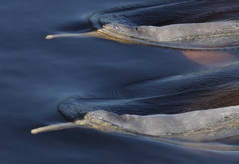 Delfines rosados