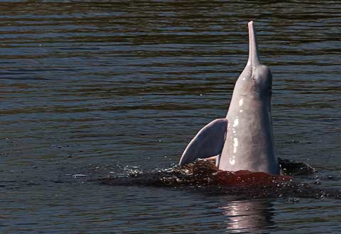 Delfines rosados