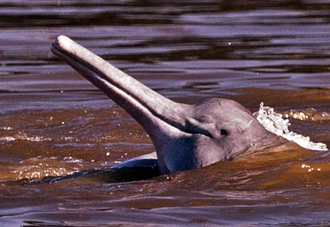 Delfines rosados