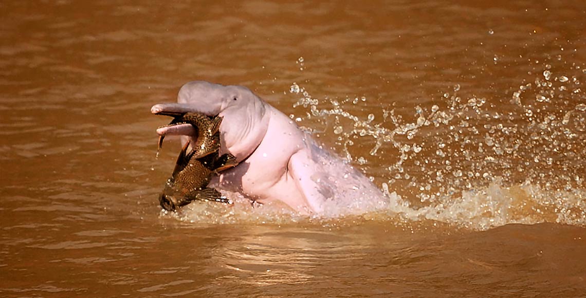 Delfín comiendo