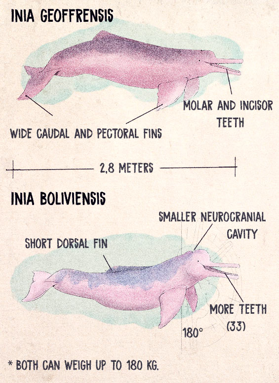 delfín rosado radiografía