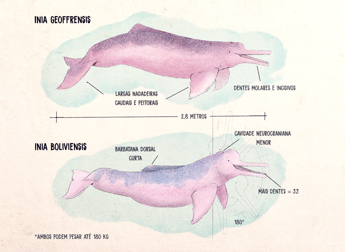 delfín rosado radiografía