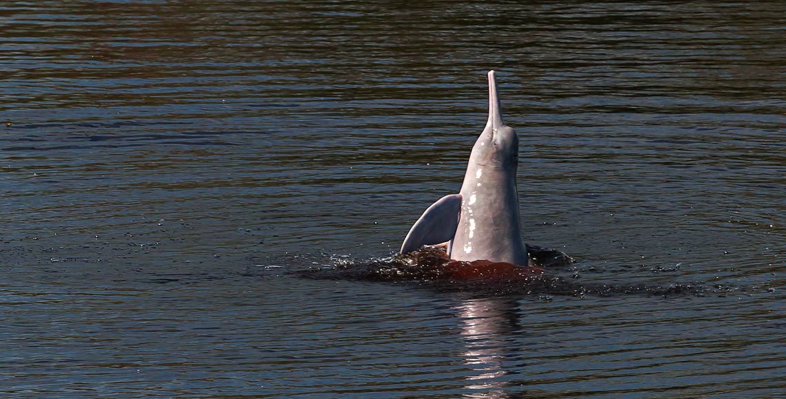 Delfin rosado Bolivia