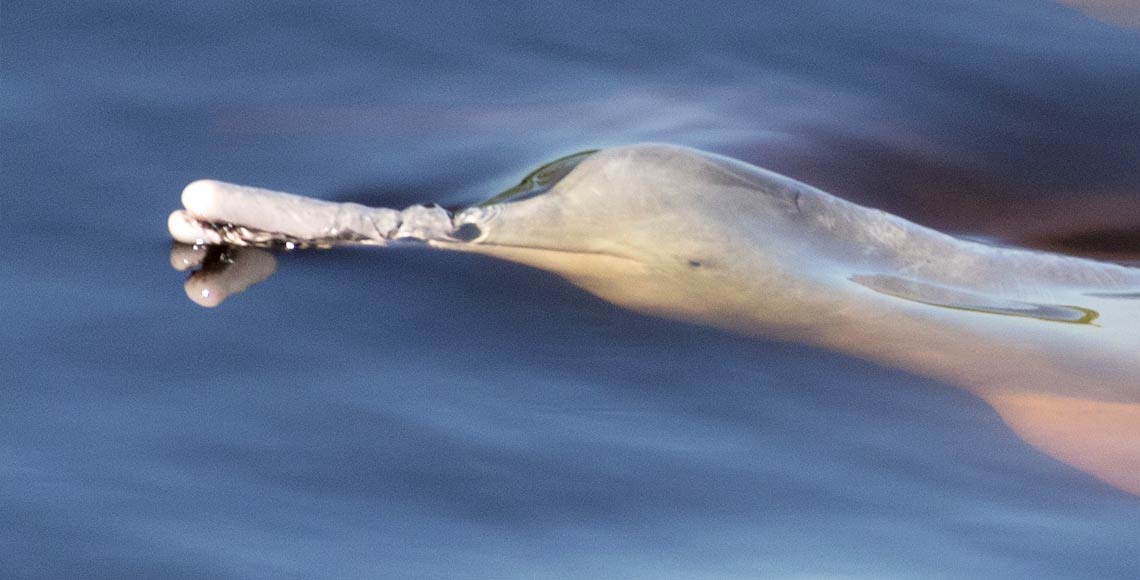 Delfin rosado Bolivia